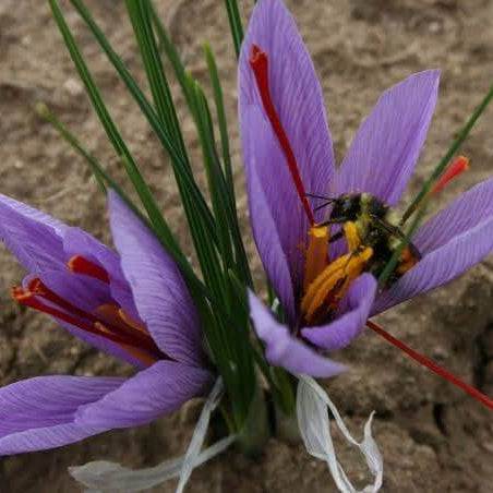 Indoor Saffron Growing seeds