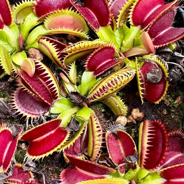 Insect Eating Plant Seeds 