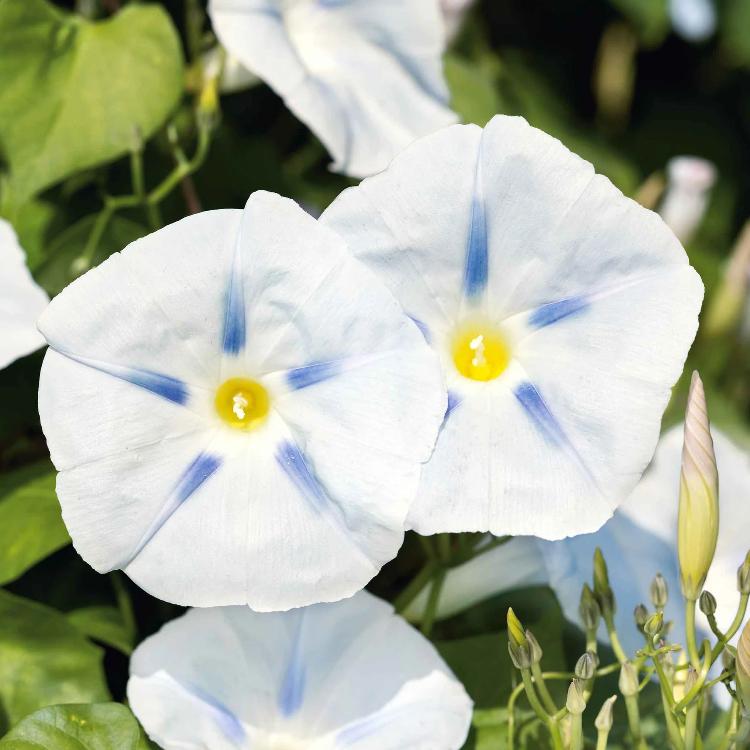 Ismay Ipomoea Seeds - Heirloom Flower Garden Seeds for Growing