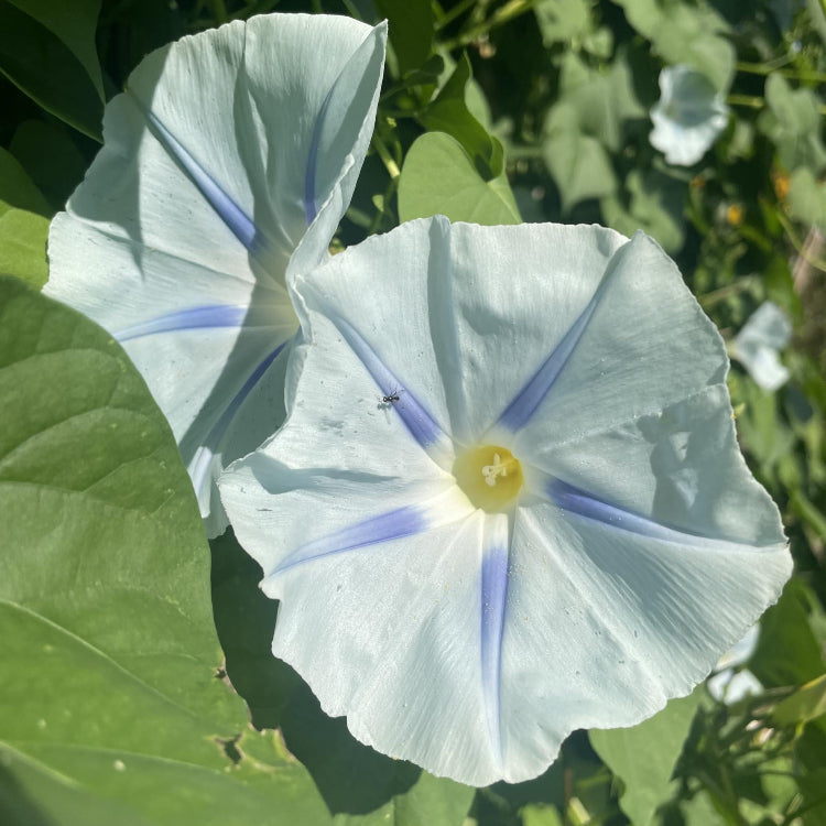 Ismay Ipomoea Seeds - Heirloom Flower Garden Seeds for Growing