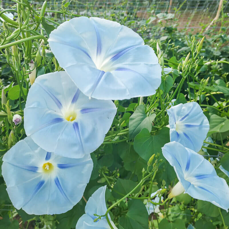 Ismay Ipomoea Seeds - Heirloom Flower Garden Seeds for Growing