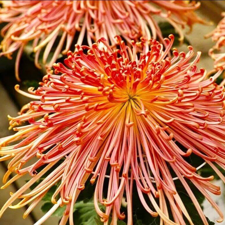 Japan Spider chrysanthemum Seeds - Heirloom Flower Garden Seeds for Growing