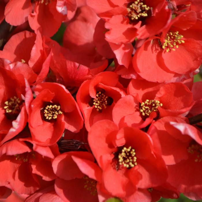 Japanese Quince Chaenomeles Japonica Seeds - Heirloom Flower Garden Seeds for Growing