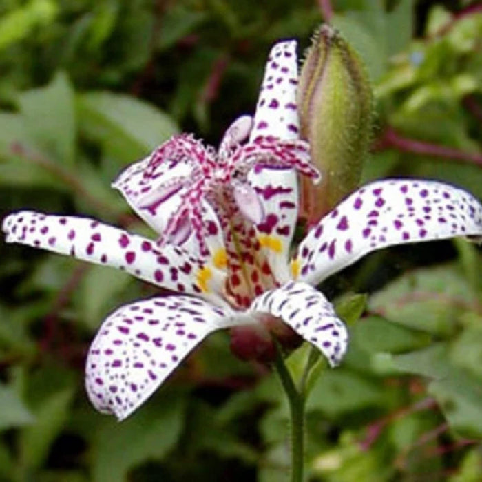 Japanese Toad Lily Seeds - Heirloom Flower Garden Seeds for Growing
