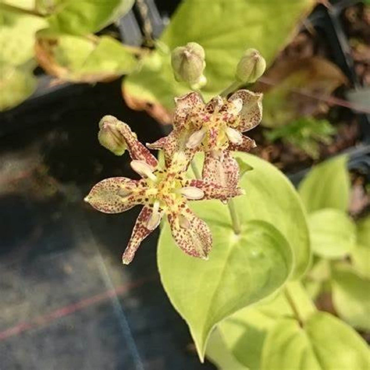 Japanese Toad Lily Tricyrtis Puberula Seeds - Heirloom Flower Garden Seeds for Growing