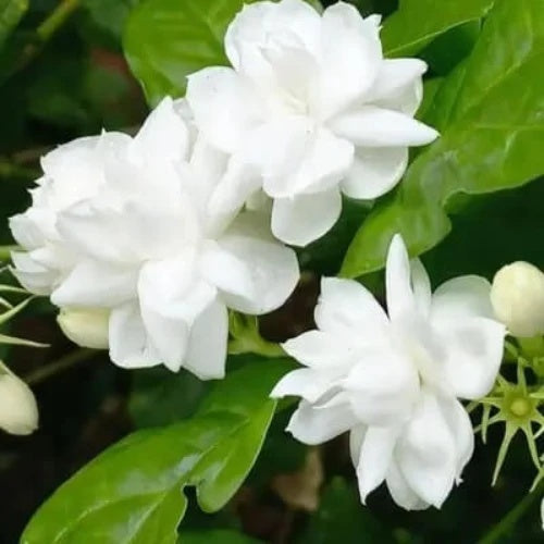 Jasmine Seeds - All In One For Home Gardens