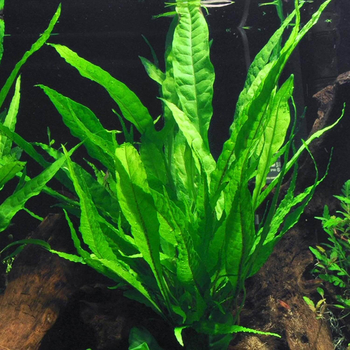 Java Fern Seeds  - Heirloom Flower Garden Seeds for Growing