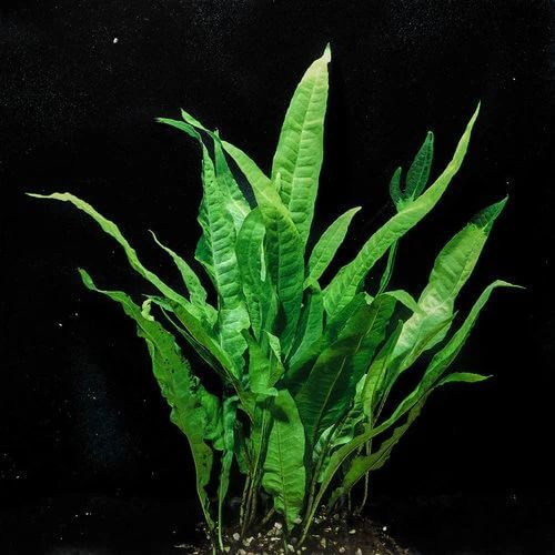 Java Fern Seeds  - Heirloom Flower Garden Seeds for Growing