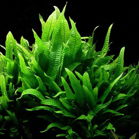 Java Fern Seeds  - Heirloom Flower Garden Seeds for Growing