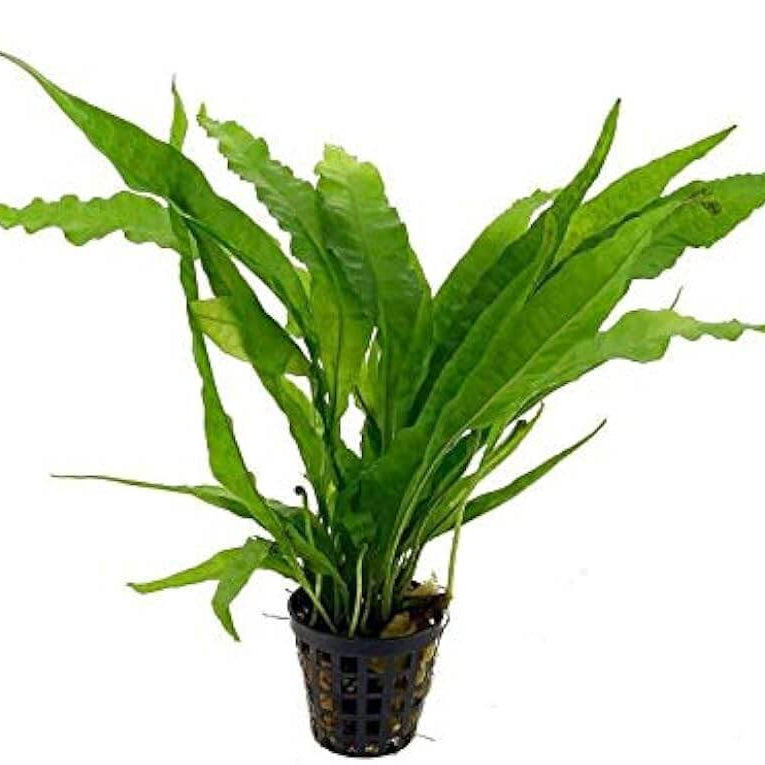 Java Fern Seeds  - Heirloom Flower Garden Seeds for Growing
