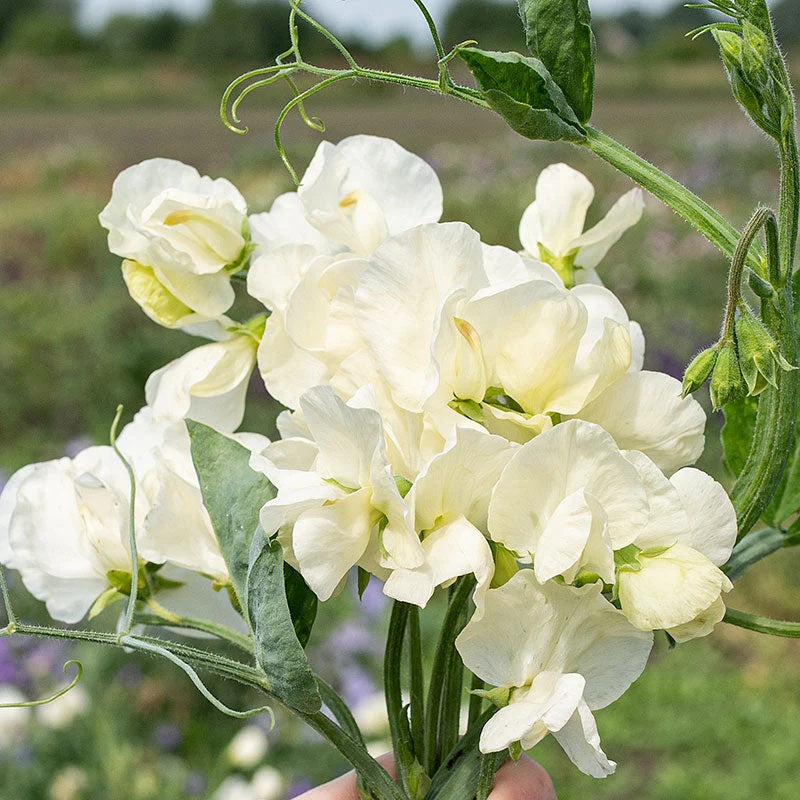 Jilly Sweet Pea Seeds - Heirloom Flower Garden Seeds for Growing