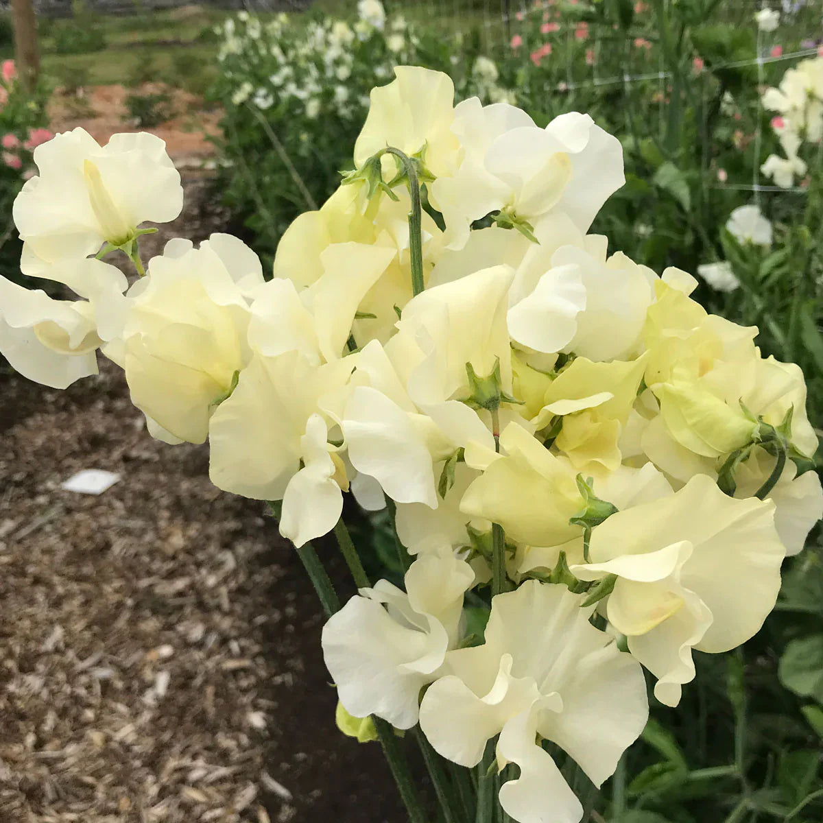 Jilly Sweet Pea Seeds - Heirloom Flower Garden Seeds for Growing