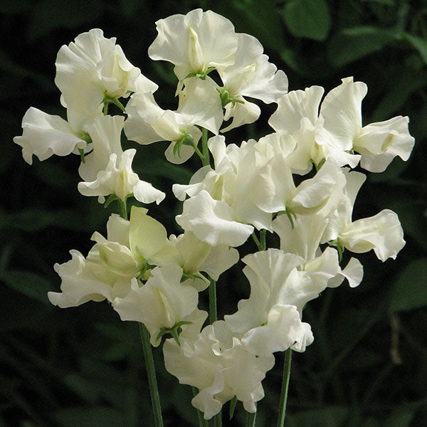 Jilly Sweet Pea Seeds - Heirloom Flower Garden Seeds for Growing