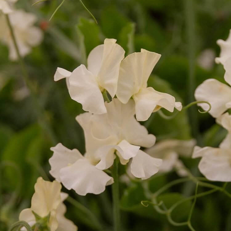Jilly Sweet Pea Seeds - Heirloom Flower Garden Seeds for Growing