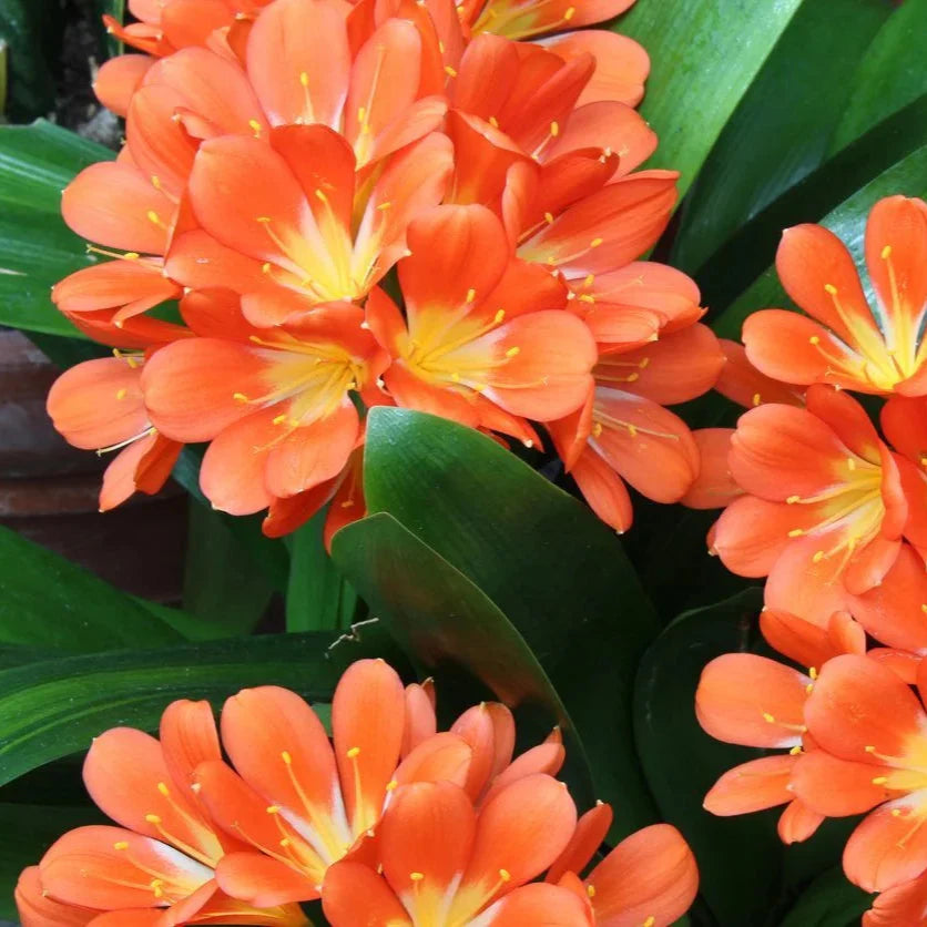 Kaffir Lily Seeds - Heirloom Flower Garden Seeds for Growing