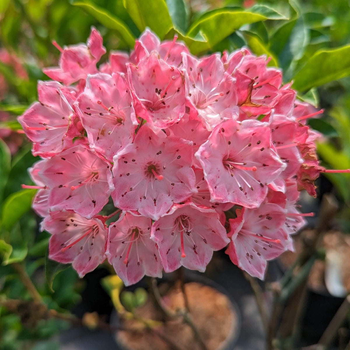 Kalmia Latifolia Mountain Laurel Seeds - Heirloom Flower Garden Seeds for Growing