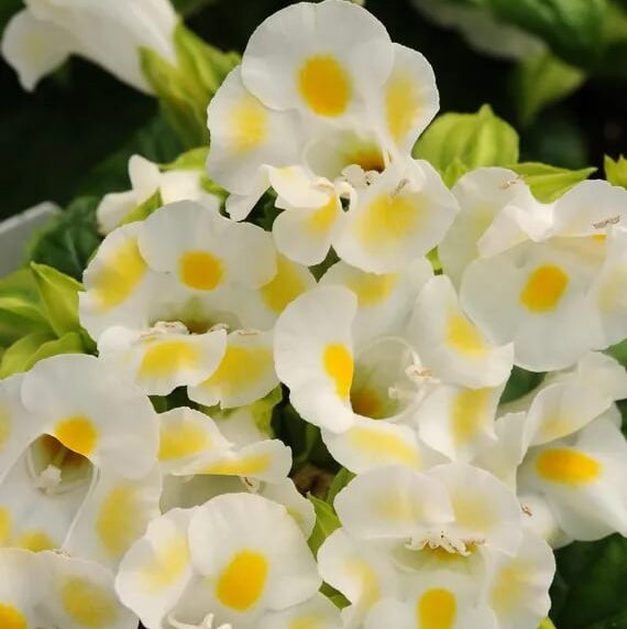 Kauai Torenia Seeds - Heirloom Flower Garden Seeds for Growing