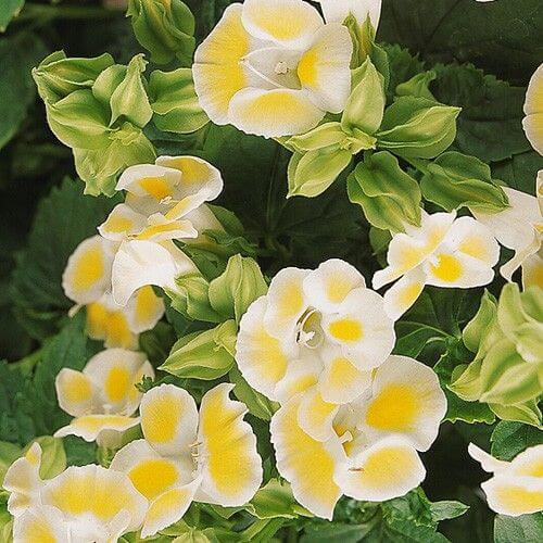 Kauai Torenia Seeds - Heirloom Flower Garden Seeds for Growing