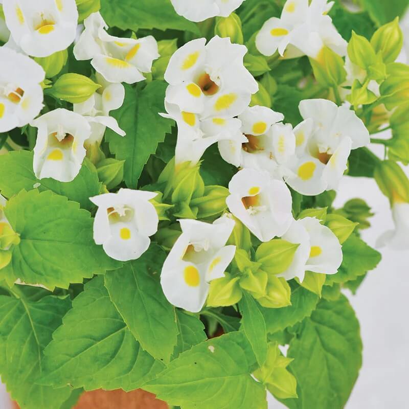 Kauai Torenia Seeds - Heirloom Flower Garden Seeds for Growing
