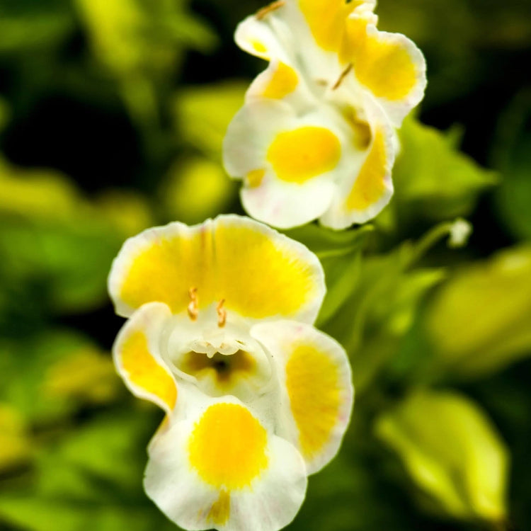 Kauai Torenia Seeds - Heirloom Flower Garden Seeds for Growing