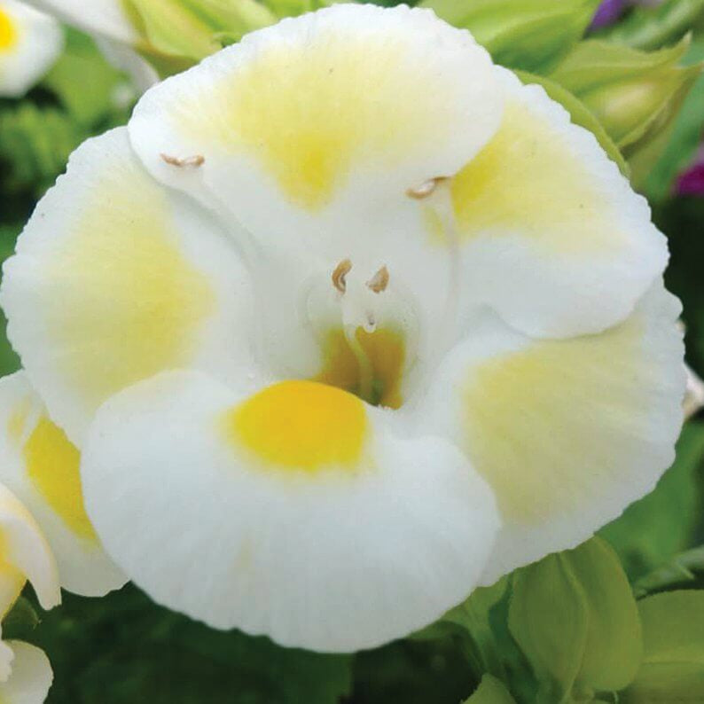 Kauai Torenia Seeds - Heirloom Flower Garden Seeds for Growing