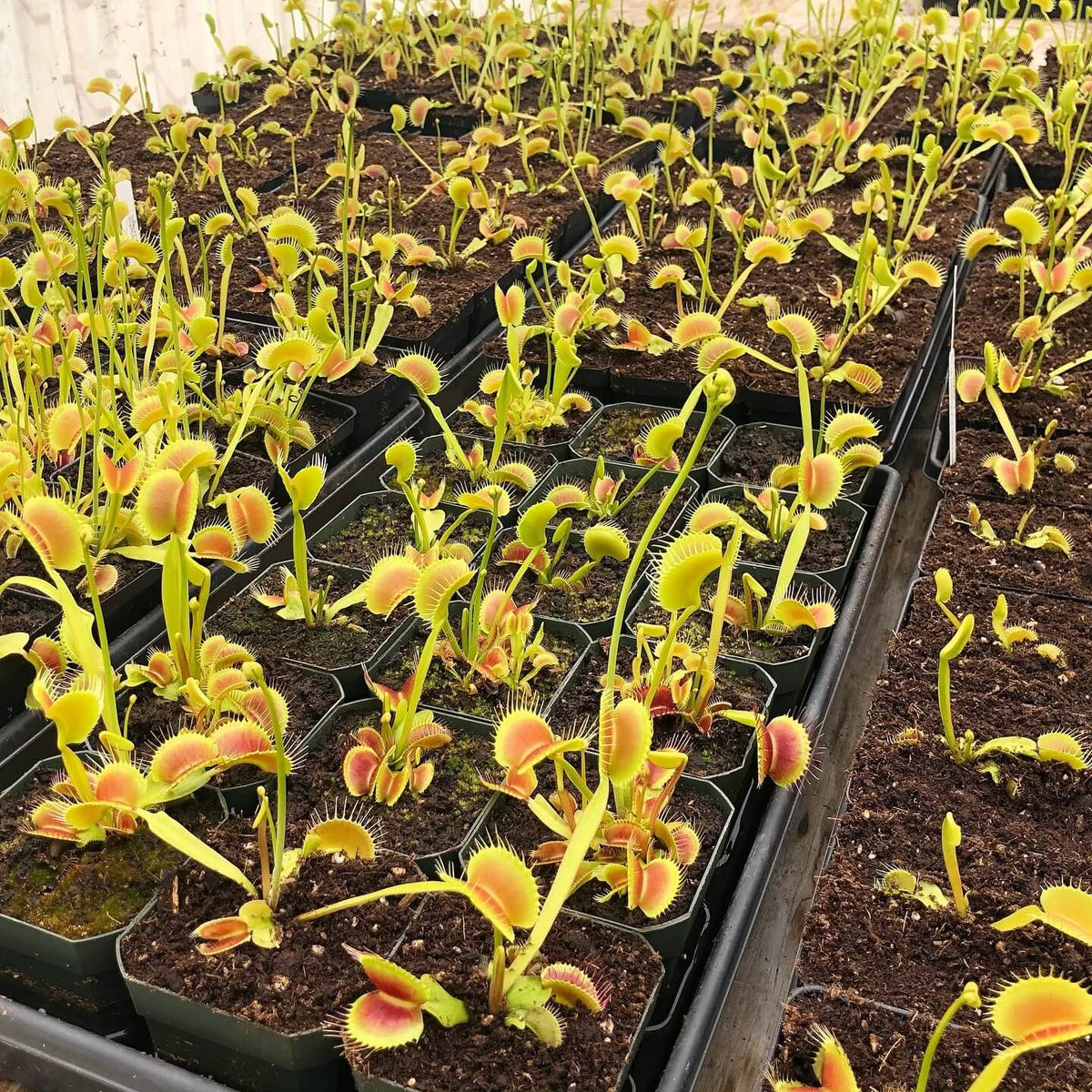 King Henry Venus Flytrap Seeds - Heirloom Flower Garden Seeds for Growing