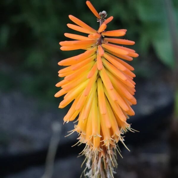 Kniphofia Uvaria Seeds - Flower Plant for Home Gardens