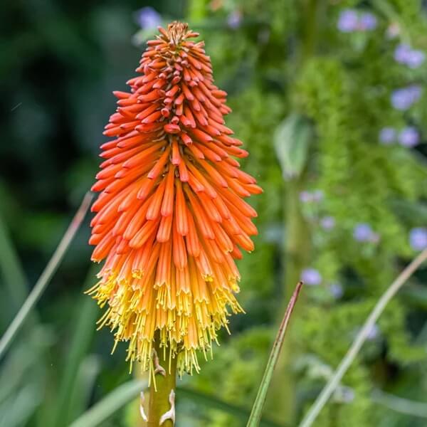 Kniphofia Uvaria Seeds - Flower Plant for Home Gardens