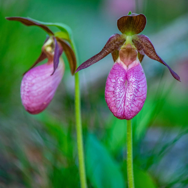 Lady's Slipper Seeds - Heirloom Flower Garden Seeds for Growing