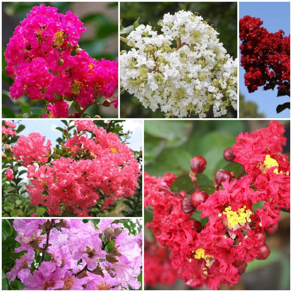 Lagerstroemia Seeds - Mixed Garden Seeds for Growing