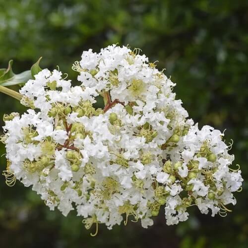 Lagerstroemia Seeds - Mixed Garden Seeds for Growing