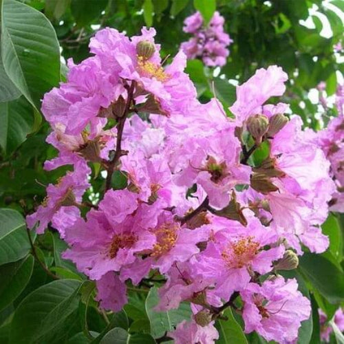 Lagerstroemia Seeds - Mixed Garden Seeds for Growing