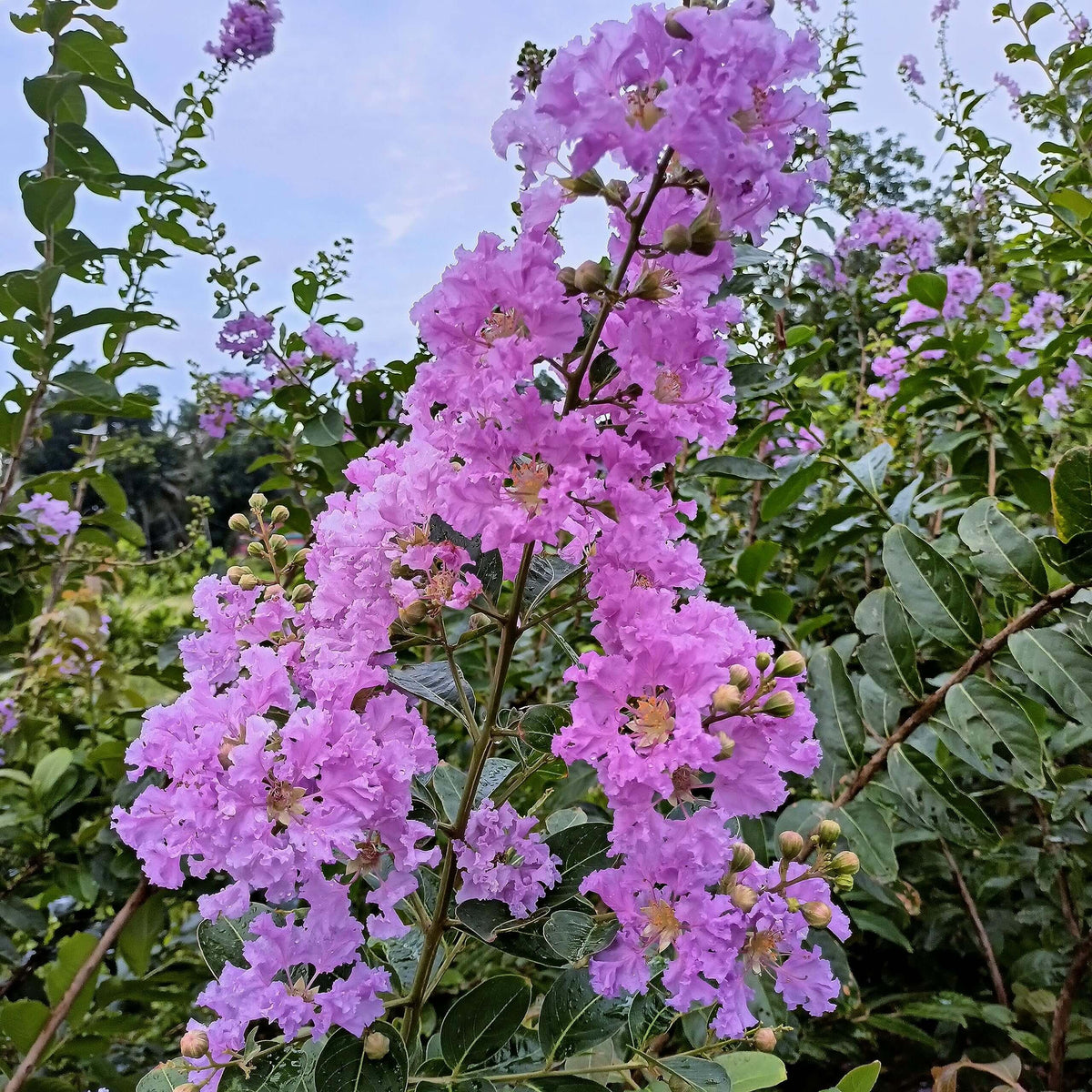 Lagerstroemia Seeds - Mixed Garden Seeds for Growing