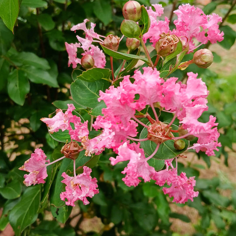 Lagerstroemia Seeds - Mixed Garden Seeds for Growing