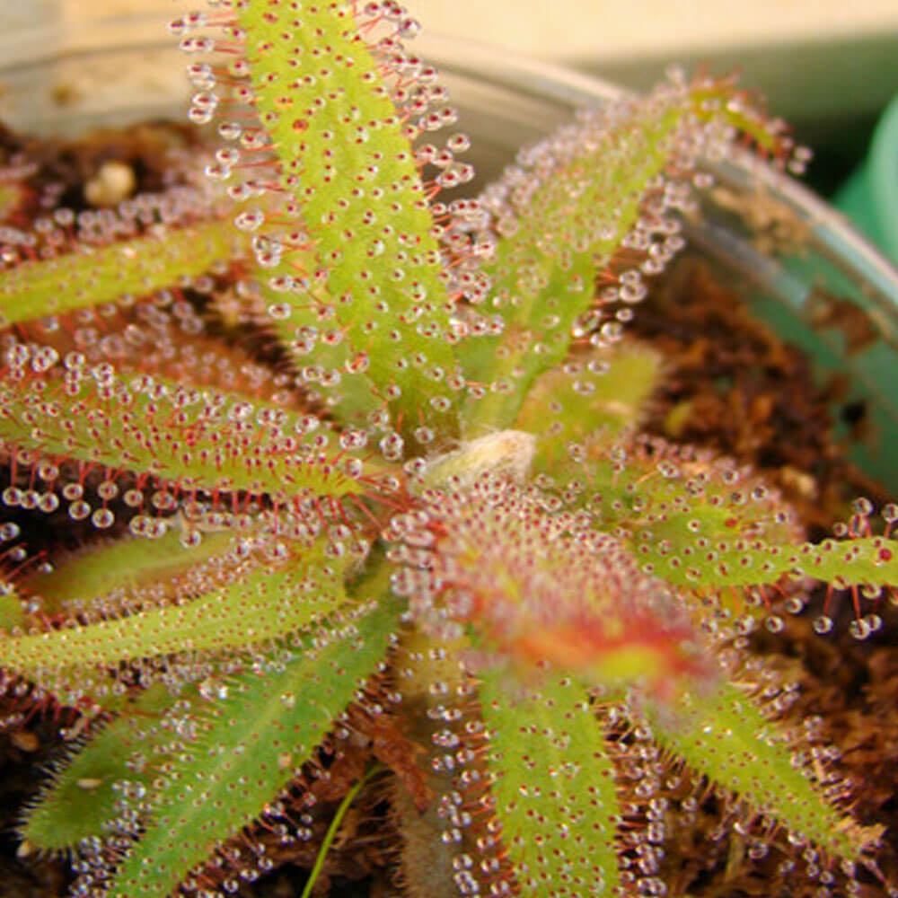 Lance-Leaf Sundew Seeds - Heirloom Flower Garden Seeds for Growing