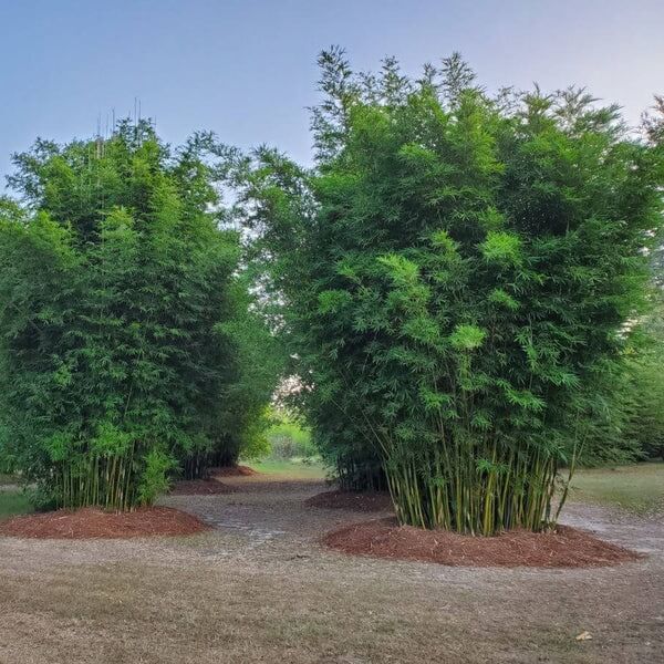 Landscape Bamboo Seeds