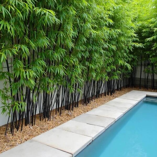 Landscape Bamboo Seeds