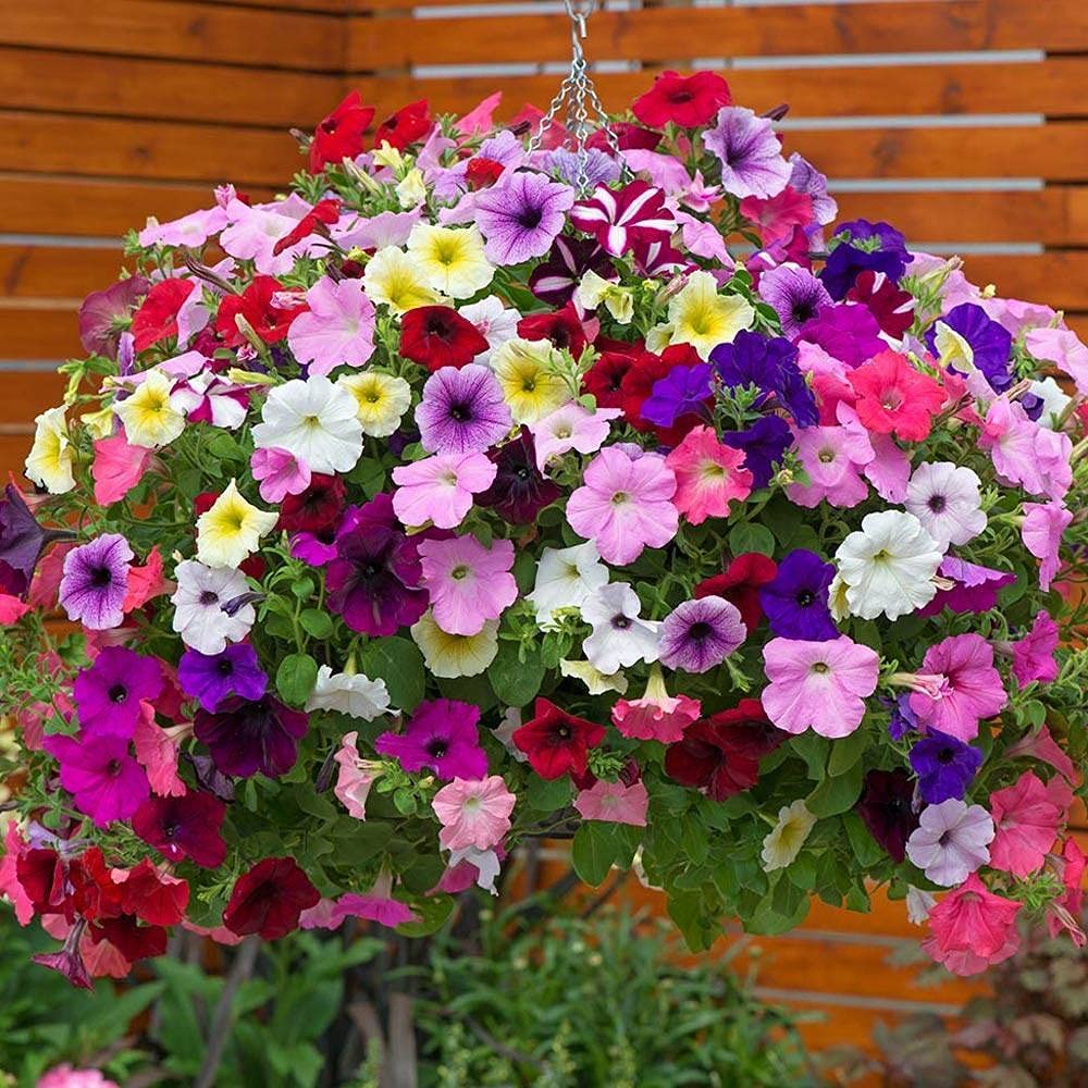 Laura Bush Petunia Seeds  - Heirloom Flower Garden Seeds for Growing