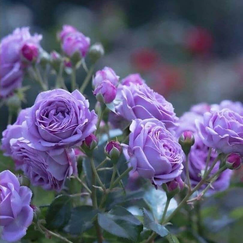 Lavender Rosa spp. Seeds - Heirloom Flower Garden Seeds for Growing