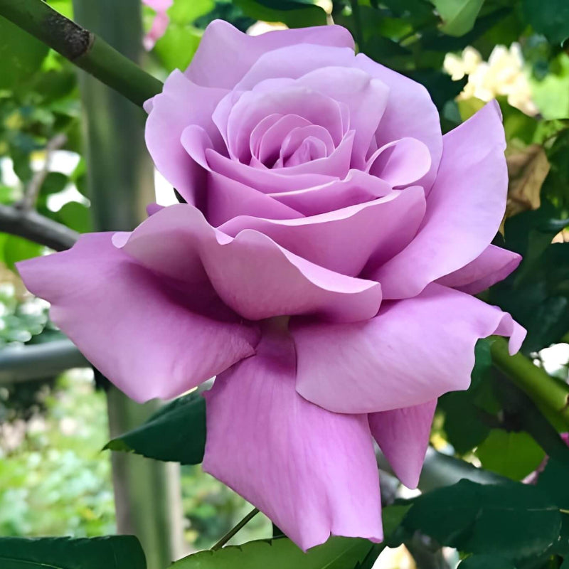 Lavender Rosa spp. Seeds - Heirloom Flower Garden Seeds for Growing