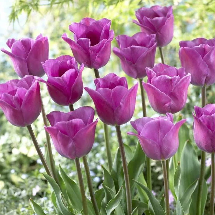 Lavender Tulip Seeds - Heirloom Flower Garden Seeds for Growing