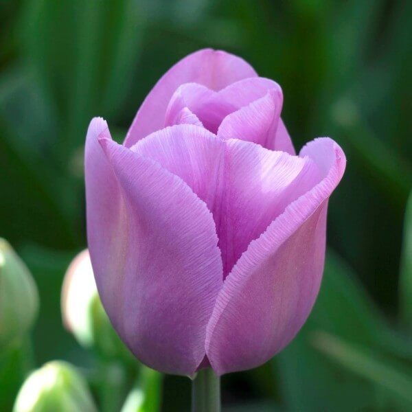 Lavender Tulip Seeds - Heirloom Flower Garden Seeds for Growing