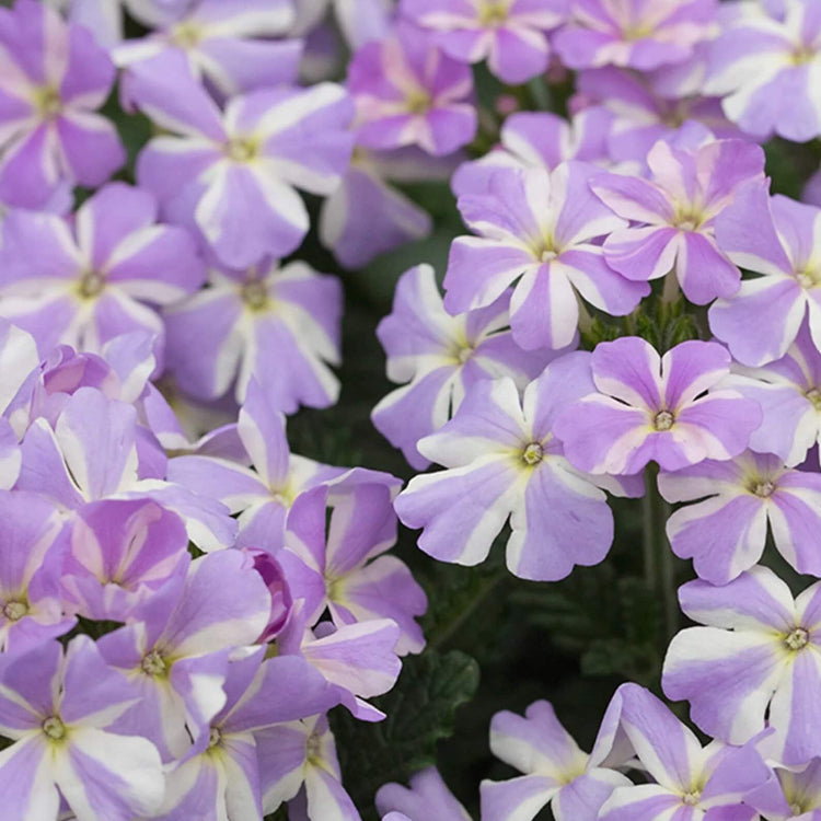 Lavender White Verbena Seeds - Heirloom Flower Garden Seeds for Growing