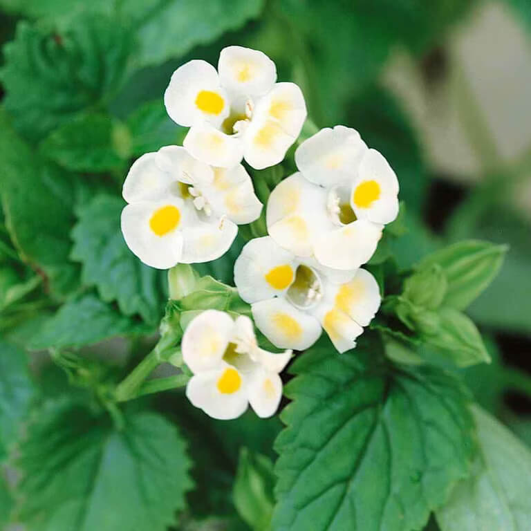 Lemon Drop Torenia Seeds - Heirloom Flower Garden Seeds for Growing