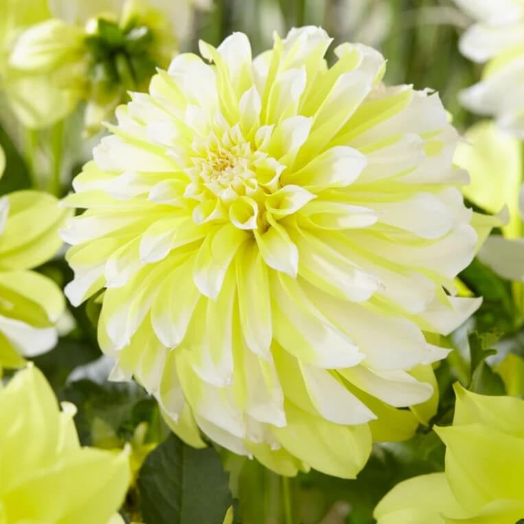 Lemon Pie Dahlia Seeds -  Heirloom Flower Garden Seeds for Growing