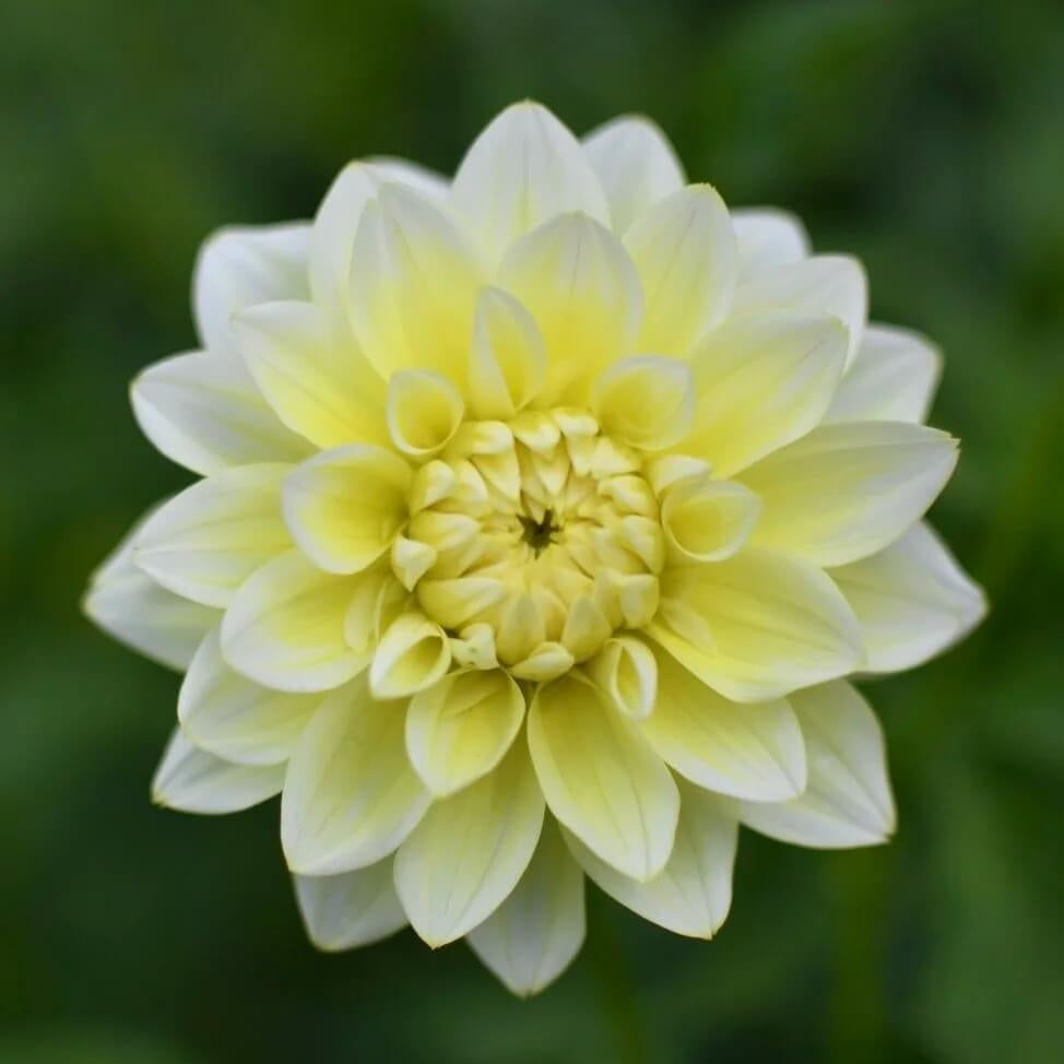 Lemon Pie Dahlia Seeds -  Heirloom Flower Garden Seeds for Growing