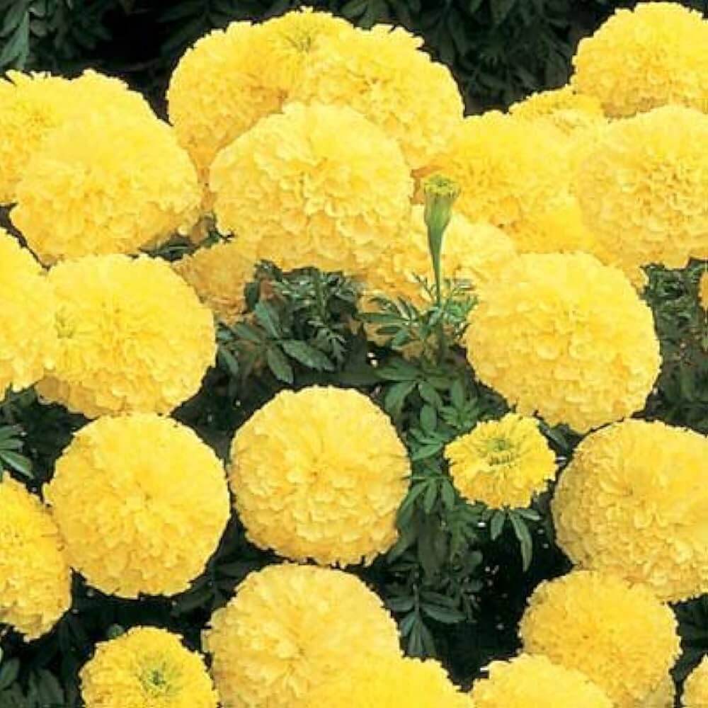 Lemon Yellow Marigold Seeds - Heirloom Flower Garden Seeds for Growing
