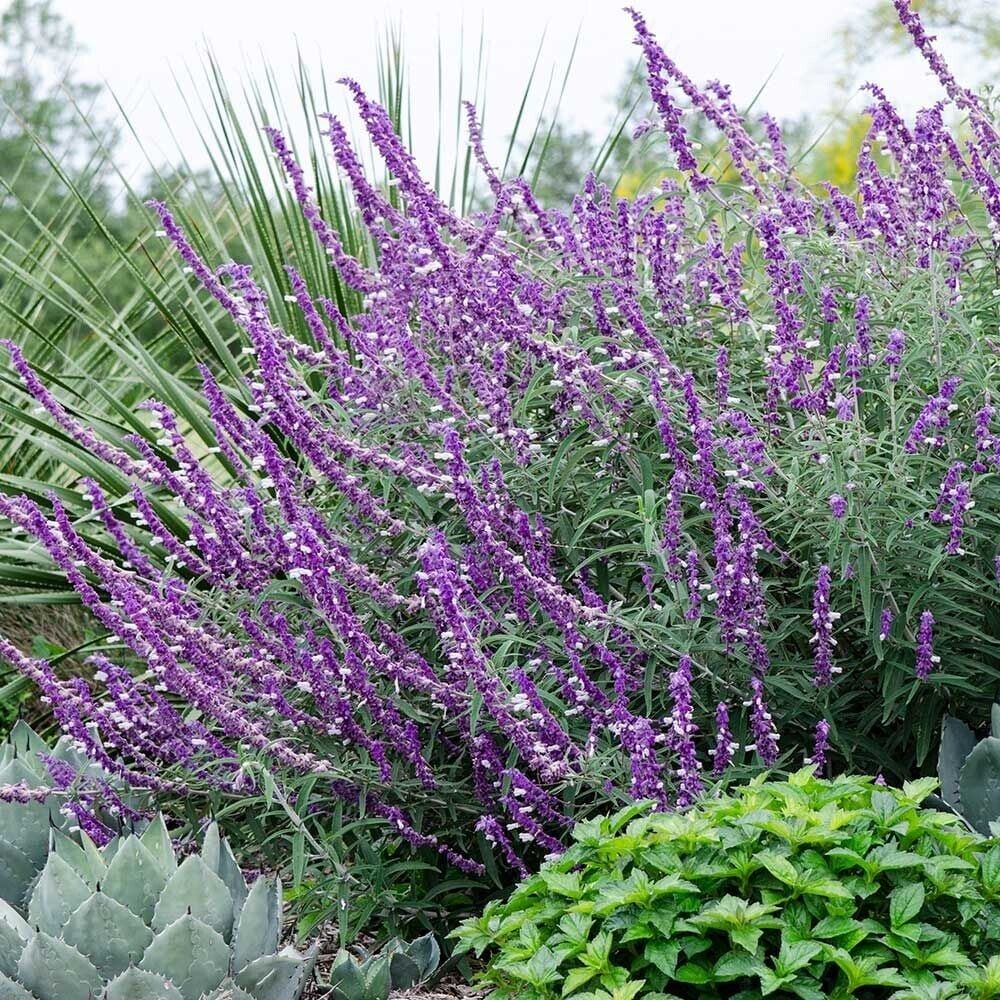 Leucantha Salvia Seeds - Heirloom Flower Garden Seeds for Growing