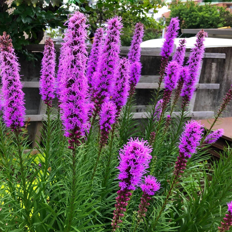 Liatris Spicata Blazing Star Seeds - Heirloom Flower Garden Seeds for Growing