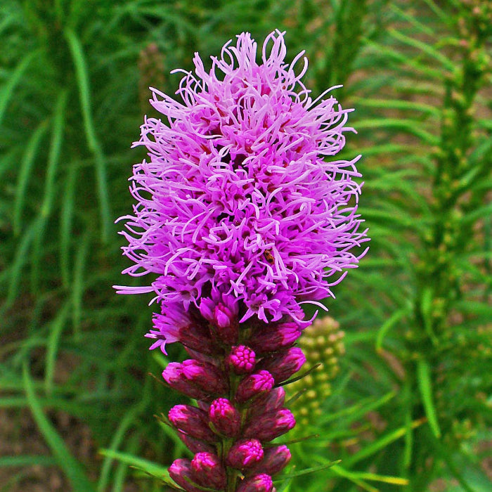 Liatris Spicata Blazing Star Seeds - Heirloom Flower Garden Seeds for Growing